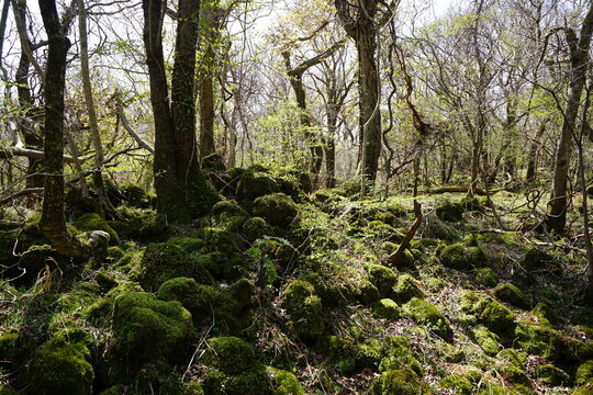 mossy rocks and old trees in the sunlight © SooHyun