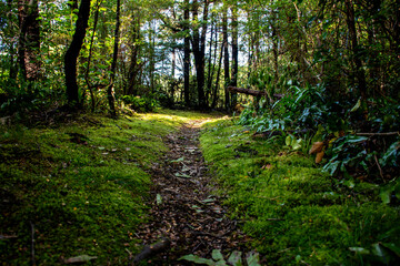 Path in the forest