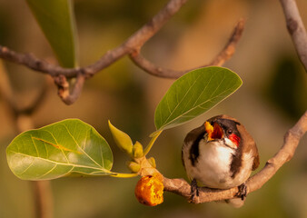 A Red-Whiskered Bulbul is playing with a piece of banyan fruit