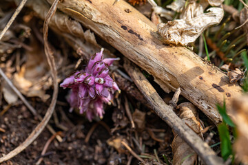 Lathraea squamaria flower growing in mountains, macro