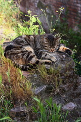 Largo Argentina, gatti romani