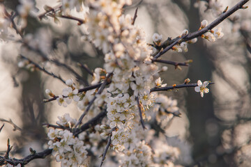 Beautiful white blackthorn blossoms 
