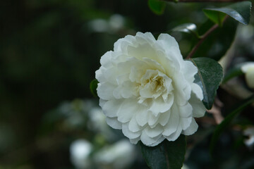 A beautiful white Camellia Japonica, with a blurred green background , this is commonly known as a Camellia