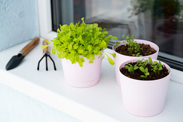 Home growing greenery in pots on windowsill. Small sprouts of salad, basil and spinet on balcony at sunny day.