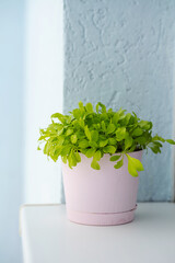Home growing greenery in pot on windowsill. Small sprouts of cress salad on balcony at sunny day.