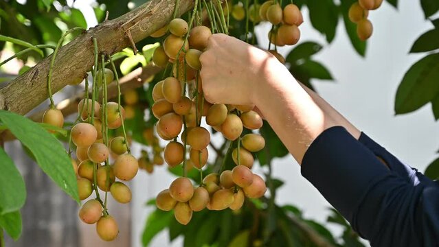 Farmer hands picking Burmese grape from a tree.