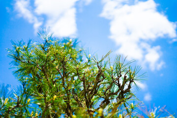 青い空と松