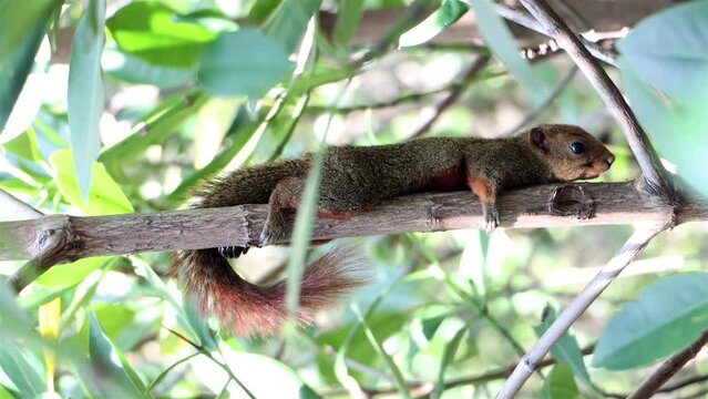 The red-bellied tree squirrel climbs on the tree. Pallas's squirrel (Callosciurus erythraeus) in a tropical nature, Thailand.