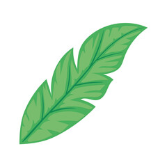 green tropical leaf plant