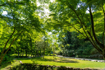 ヤマサ蒲鉾株式会社の芝桜