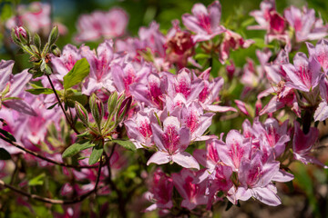ヤマサ蒲鉾株式会社の芝桜
