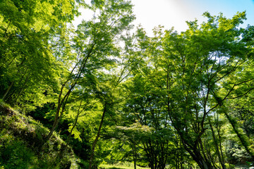 ヤマサ蒲鉾株式会社の芝桜