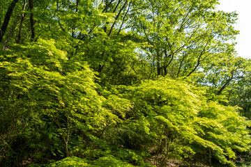 ヤマサ蒲鉾株式会社の芝桜