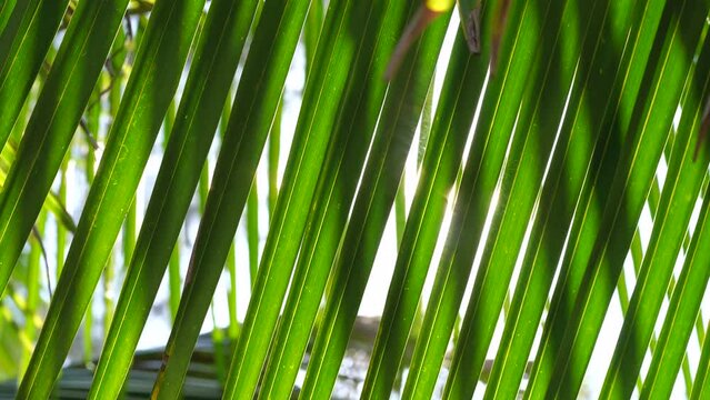 Medium Shot. Abstract green coconut palm trees leaves bottom view sun shining through sky.