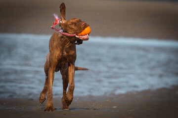 Drahthaar Vizsla, Ungarischer Jagdhund, Ungarischer Vorstehhund, Vizsla