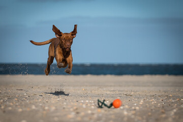 Drahthaar Vizsla, Ungarischer Jagdhund, Ungarischer Vorstehhund, Vizsla