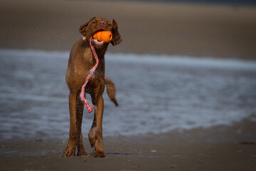 Drahthaar Vizsla, Ungarischer Jagdhund, Ungarischer Vorstehhund, Vizsla
