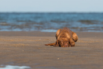 Drahthaar Vizsla, Ungarischer Jagdhund, Ungarischer Vorstehhund, Vizsla
