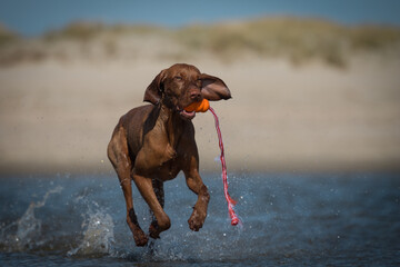 Drahthaar Vizsla, Ungarischer Jagdhund, Ungarischer Vorstehhund, Vizsla
