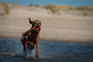 Drahthaar Vizsla, Ungarischer Jagdhund, Ungarischer Vorstehhund, Vizsla