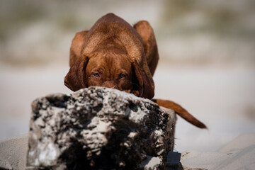 Drahthaar Vizsla, Ungarischer Jagdhund, Ungarischer Vorstehhund, Vizsla