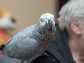 Obraz premium parrot on the shoulder