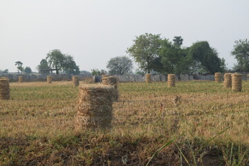 all different kinds of photos taken in the village