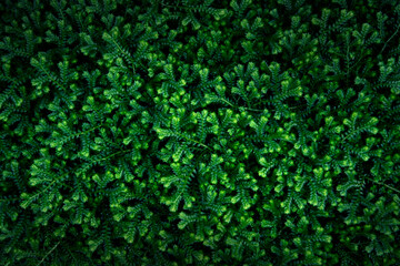 Green leaves texture background