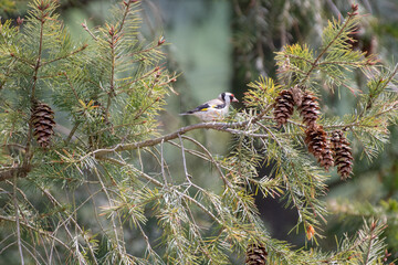 goldfinch, carduelis on a branch in pine tree