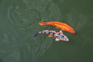 Koi