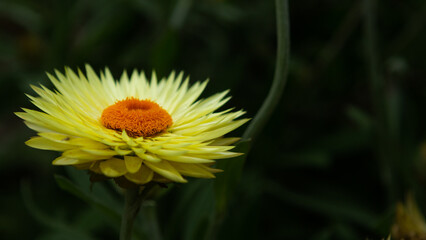 The bright yellow flower of the Xerochrysum bracteatum , this native Australian plant is commonly known as the paper daisy