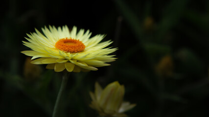 The bright yellow flower of the Xerochrysum bracteatum , this native Australian plant is commonly known as the paper daisy