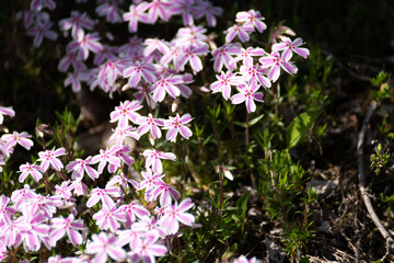 小さいピンクの花