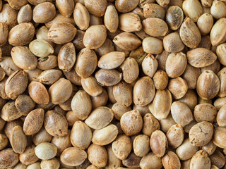 Closeup view of hemp seeds.