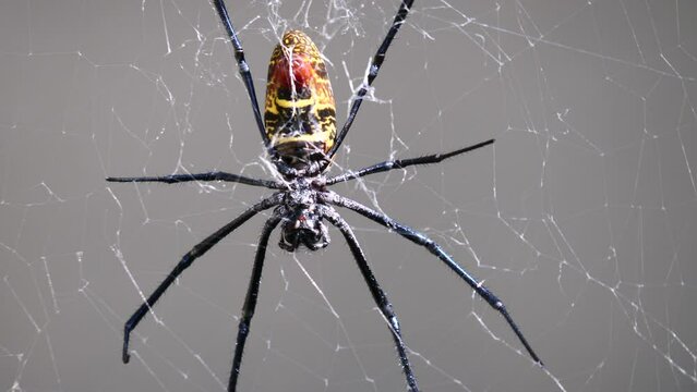 Close up shot of yellow black striped Silk Spider resting in web net during sunny day outdoors