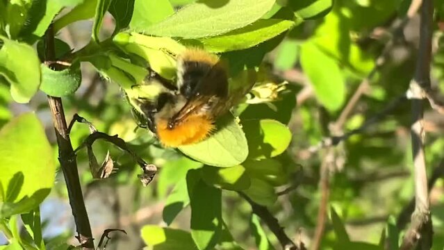 a bumblebee flew on a yellow honeysuckle flower on a green background video
