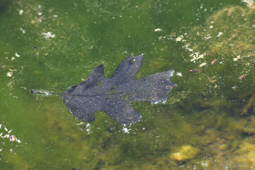 black leaf floating