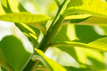 close up of leaves