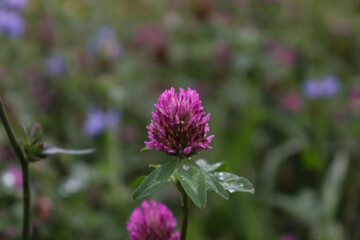 pink purple clover flower on green grass background
