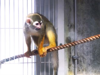 可愛いコモンリスザル