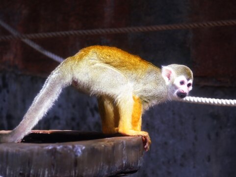 リスザル の画像 8 003 件の Stock 写真 ベクターおよびビデオ Adobe Stock