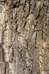 Candadian poplar