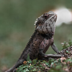 The head of a large gray iguana