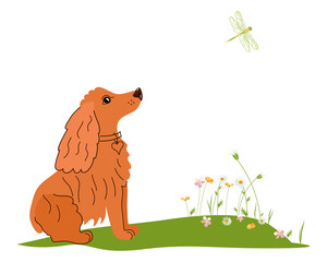 A Cocker spaniel sitting in a flower meadow looks at a flying dragonfly. Cute pets. Thoroughbred dogs. Vector hand-drawn illustration