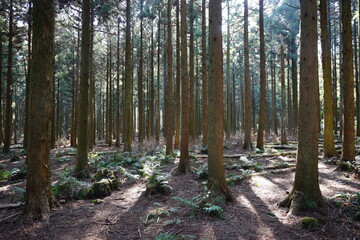 cedar woods in the gleaming sunlight