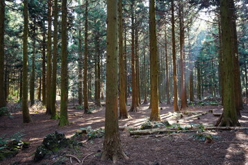 cedar woods in the gleaming sunlight