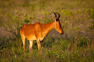 Topi Antelope at Taita Hills Wildlife Sanctuary at sunset. Kenya