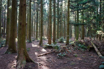 refreshing cedar forest in the early spring