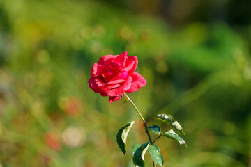 delicate red rose on a flower bed