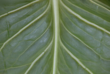 자연이 만든 추상적 야생화 잎 